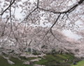 [桜][春][根川緑道]根川の桜