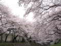 [桜][春][根川緑道]根川の桜