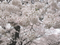 [桜][春][根川緑道]根川の桜