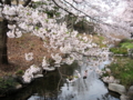 [桜][春][根川緑道]根川の桜