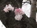 [桜][春][根川緑道]根川の桜