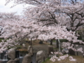 [桜][春][根川緑道]根川の桜