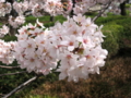 [桜][春][根川緑道]根川の桜