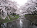 [桜][春][根川緑道]根川の桜