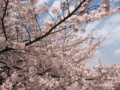 [桜][春]国立大学通りの桜