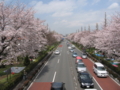 [桜][春]国立大学通りの桜