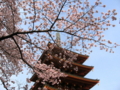 [桜][春][寺]高幡不動尊