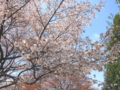 [尾根緑道][桜][春]