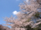 [尾根緑道[桜][春]