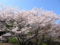 [尾根緑道][桜][春]