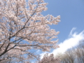 [尾根緑道][桜][春]