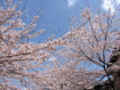 [桜][春]八王子市南大沢五丁目辺り