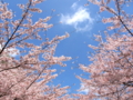 [桜][春]八王子市南大沢五丁目辺り