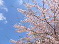 [桜][春]八王子市南大沢辺り