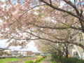 [桜][春]大栗川沿いの桜