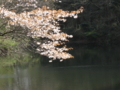 [長池公園][桜][春]葉桜と長池