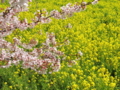 [昭和記念公園][春][桜]桜と菜の花