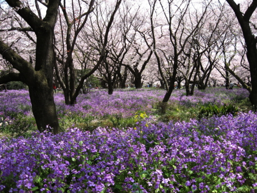 ムラサキハナナと桜