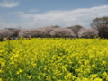 [昭和記念公園][春][桜]菜の花と桜