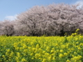 [昭和記念公園][春][桜]菜の花と桜