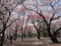 [昭和記念公園][春][桜]桜の園