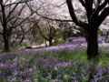 [昭和記念公園][春][桜]