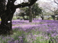 [昭和記念公園][春][桜]桜吹雪