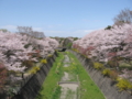 [昭和記念公園][春][桜]残堀川と桜