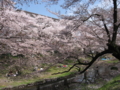 [桜][春][桜]根川の桜