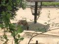 [かたらいの道][春][新緑]多摩動物公園