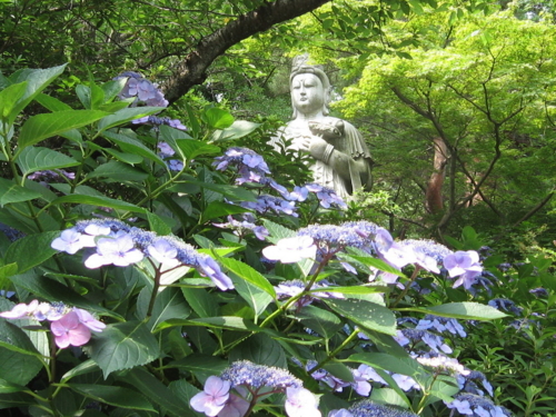 紫陽花と観音様