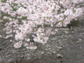 [根川緑道][桜][春]