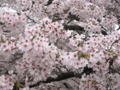 [根川緑道][桜][春]