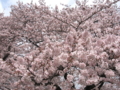 [桜][春]