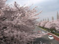 [桜][春]