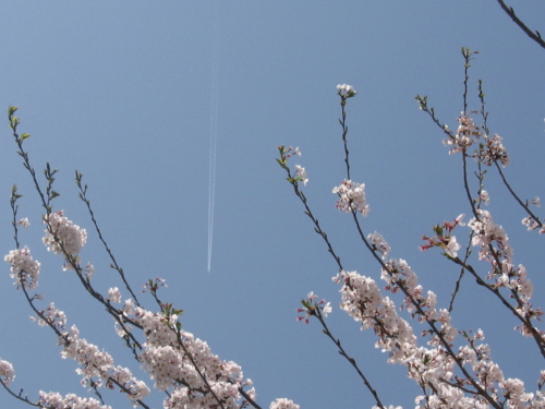 [桜][春]