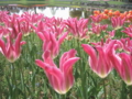 [昭和記念公園]