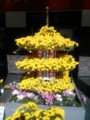 [菊]菊祭り