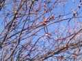 [春][桜]庭の桜