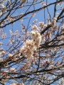 [春][桜]庭の桜が満開