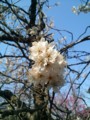 [春][桜]庭の桜が満開