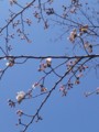 [春][桜]ソメイヨシノがほころんで来た