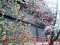 [春][桜]みつまたと桜