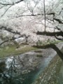 [春][桜]根川緑道