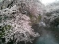 [春][桜]根川緑道