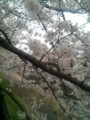 [春][桜]乞田川