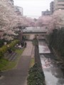 [春][桜]多摩センター