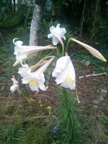 ユリの花(何か変)