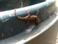 [ヤモリ][初物]初ヤモリ