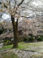 [春][桜][道の駅]道の駅ひがしちちぶ